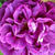 Violet - Trandafir moss - William Lobb